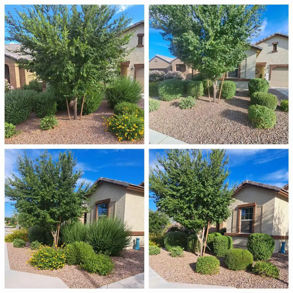 A collage of four images showcases a front yard adorned with lush greenery, including a tree, shrubs, and flowering plants. The garden fits seamlessly with well-maintained bushes and Vegas Artificial Turf set against the gravel cover of a beige house with brown trim.