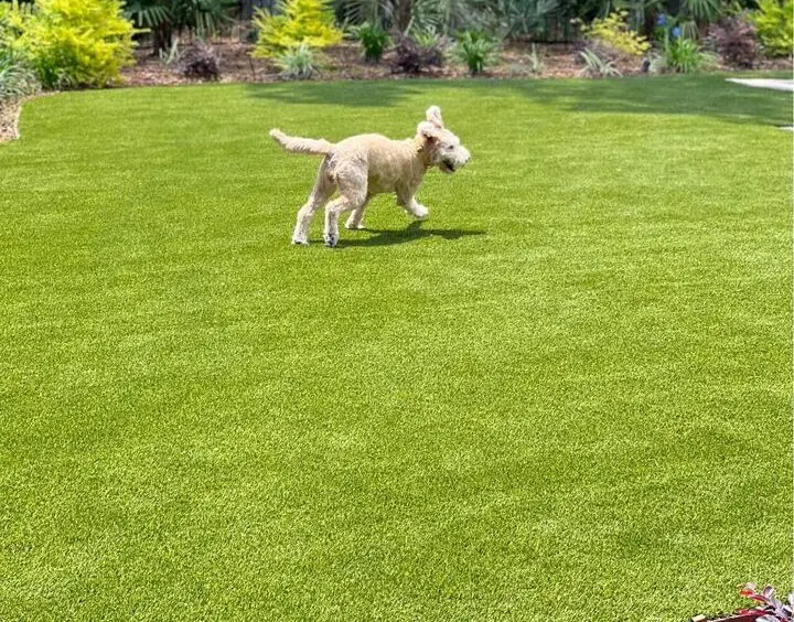 A curly-haired dog joyfully runs on a lush green pet turf. The background features various bushes and plants bathed in sunlight.