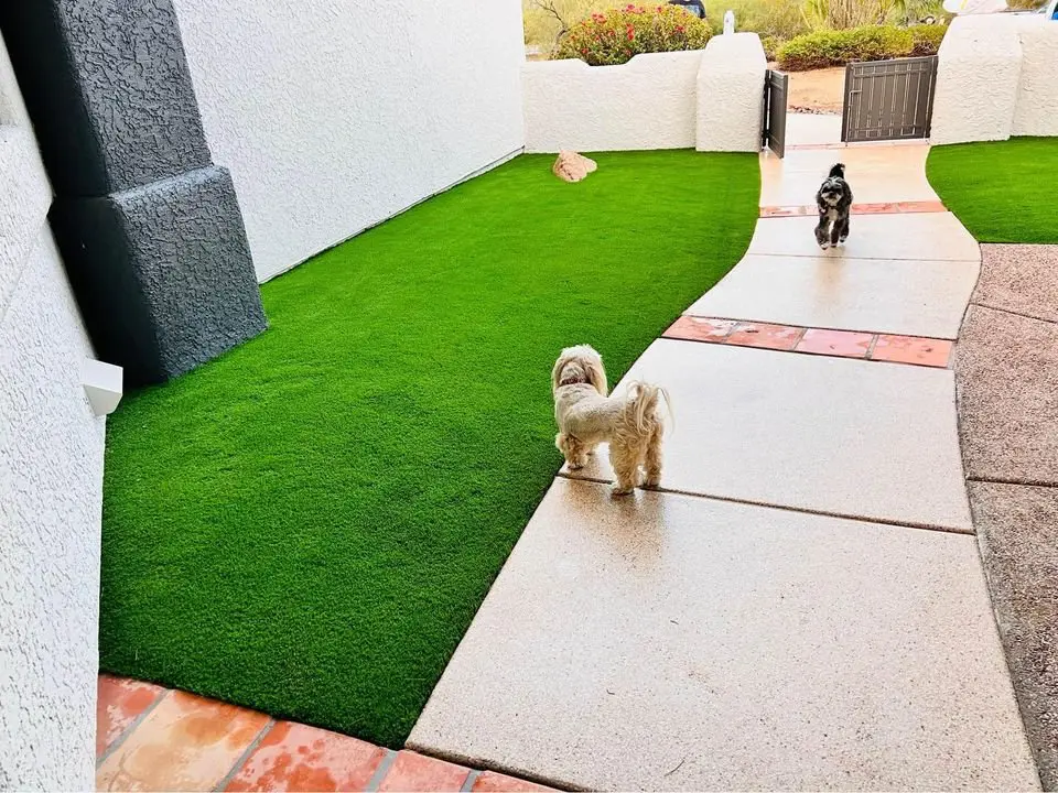 Two small dogs playfully explore a stone path bordered by bright green pet turf in a landscaped yard. The path guides them to a black gate, set against white walls with a desert landscape painting the background.